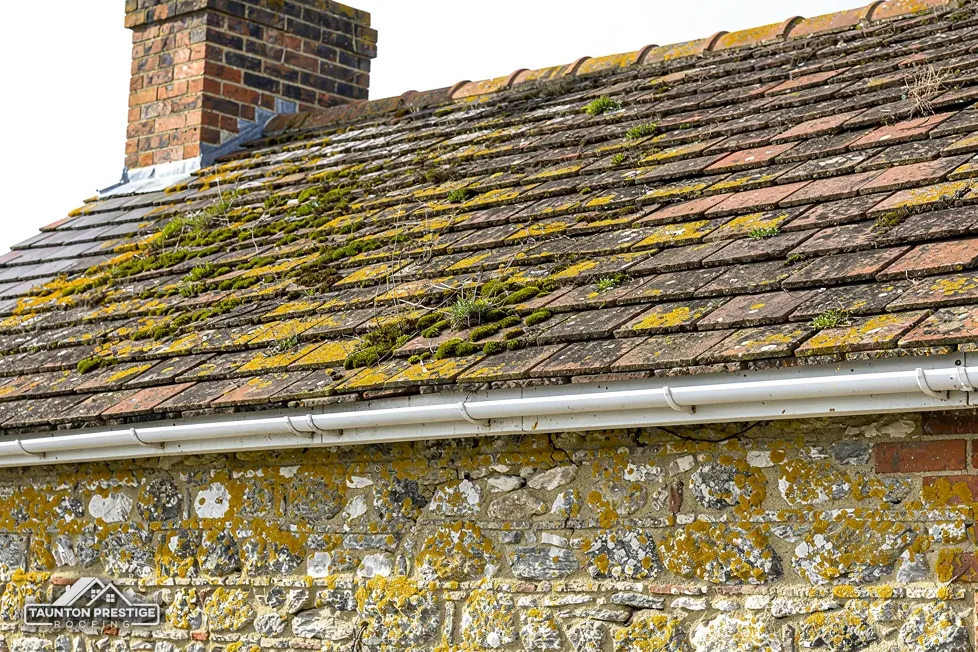Yellow and grey lichen on weathered clay tiles above a stone wall