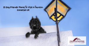 Dog Friendly Places To Visit In Taunton